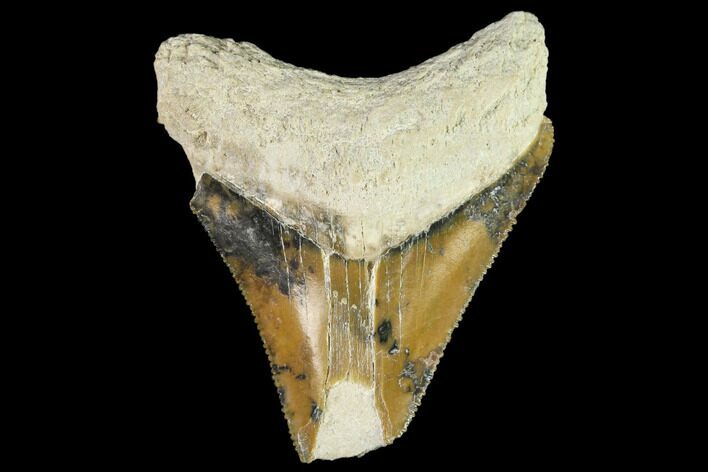 Fossil Megalodon Tooth - Florida #108387